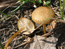 Из грибов обнаружил только стробилюрус сосновый.